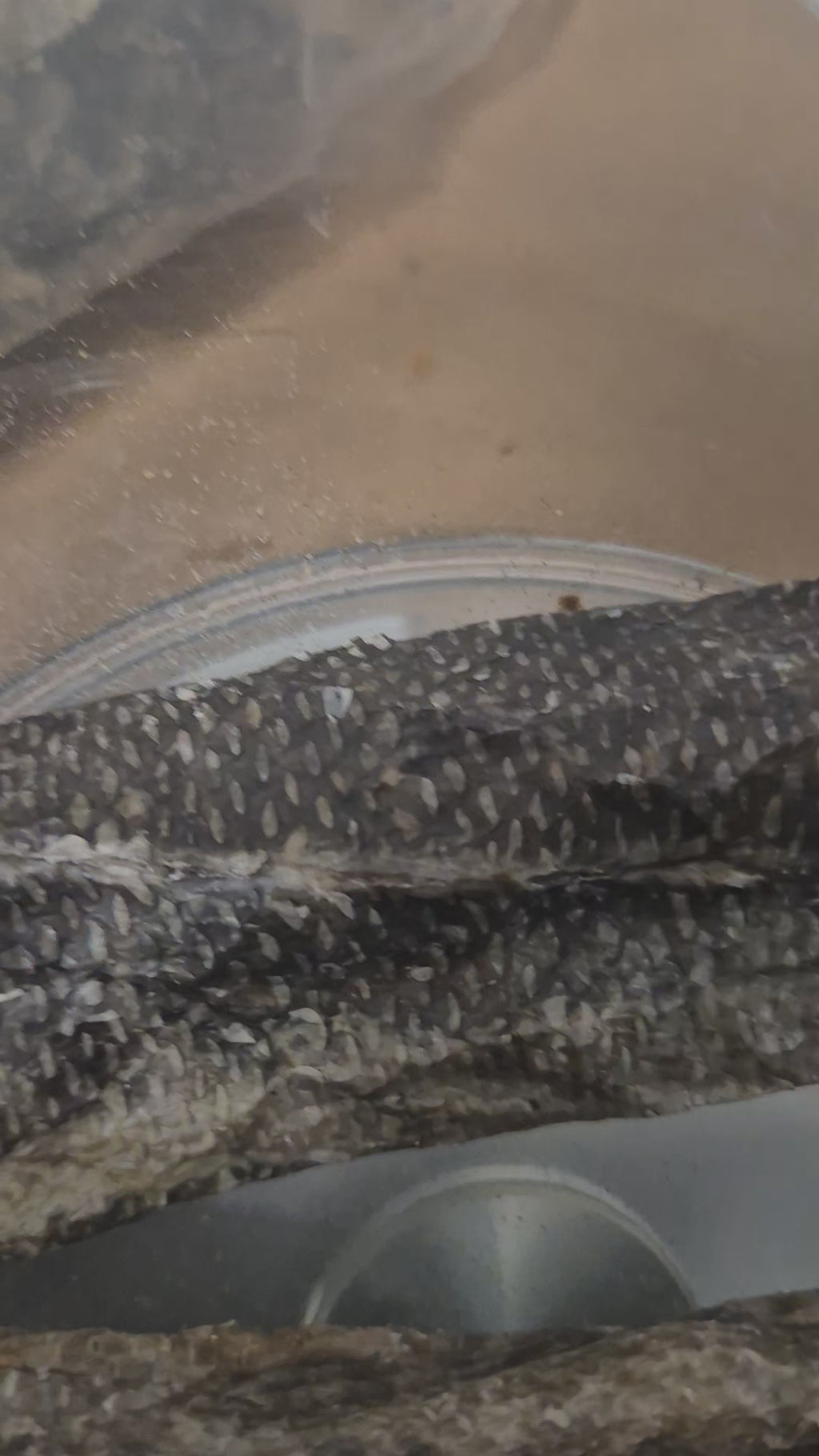 Fish Skin Roll. All Natural Dog Chew