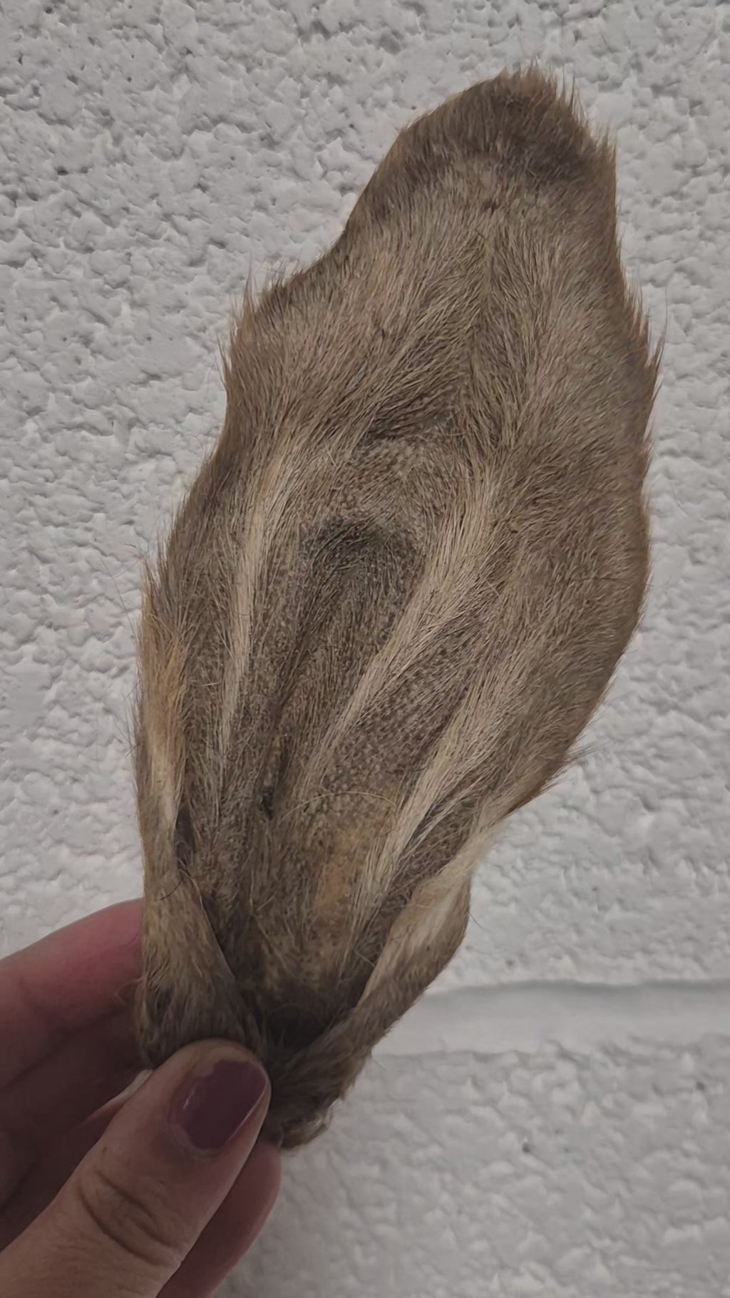 Fur on Lamb Ears. All natural dog treats
