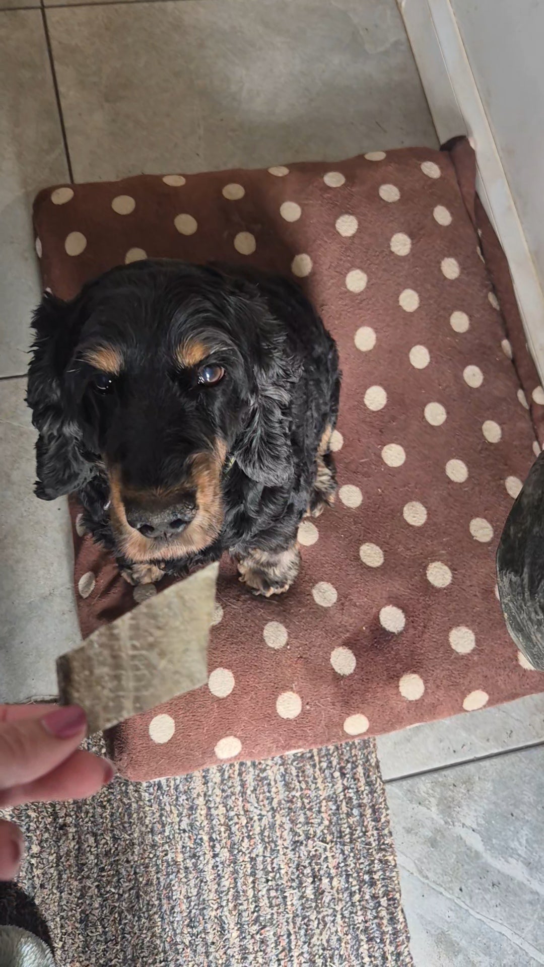 Flat Fish Skin Natural Treats for Dogs