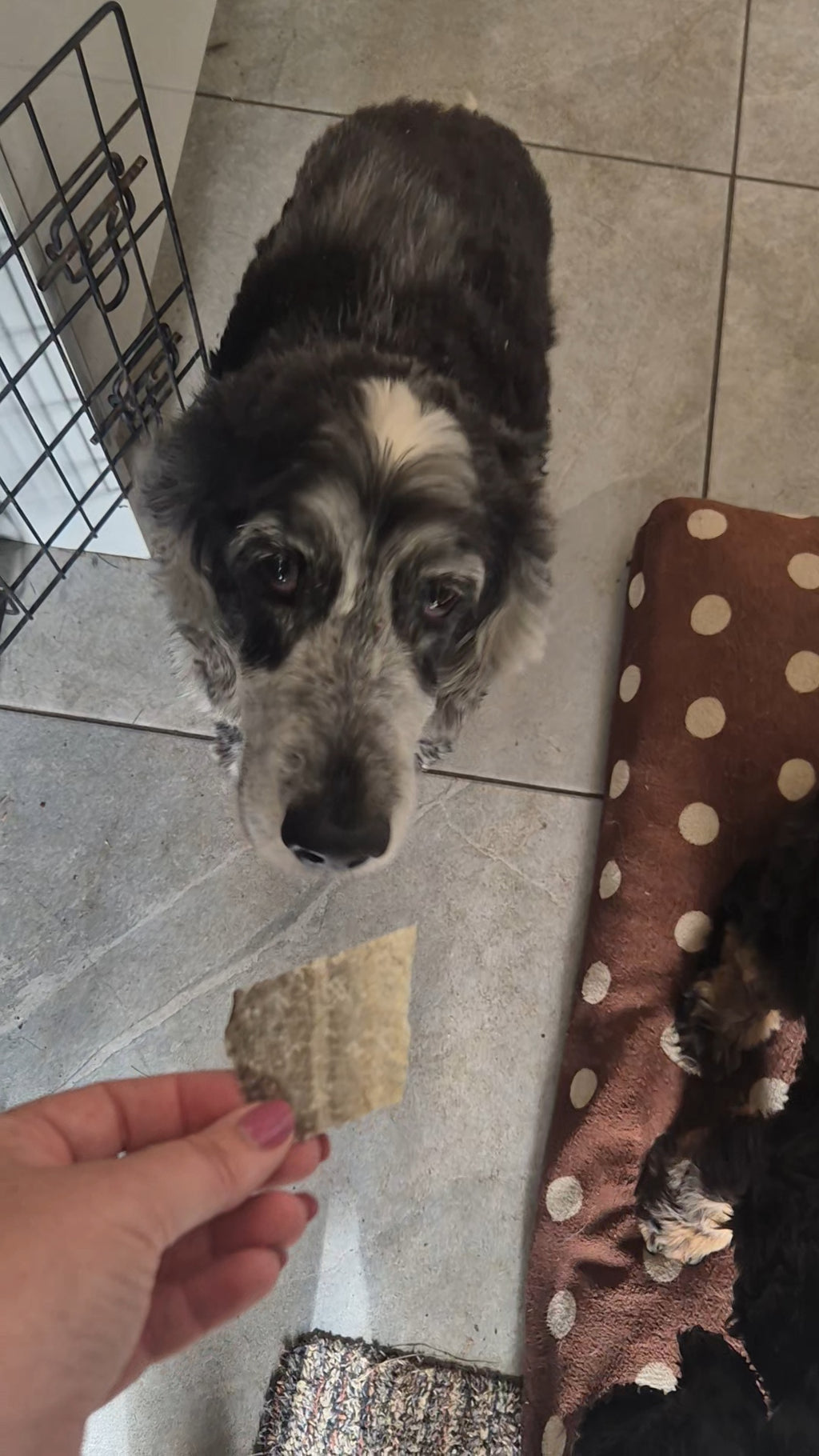 Flat Fish Skin Natural Treats for Dogs
