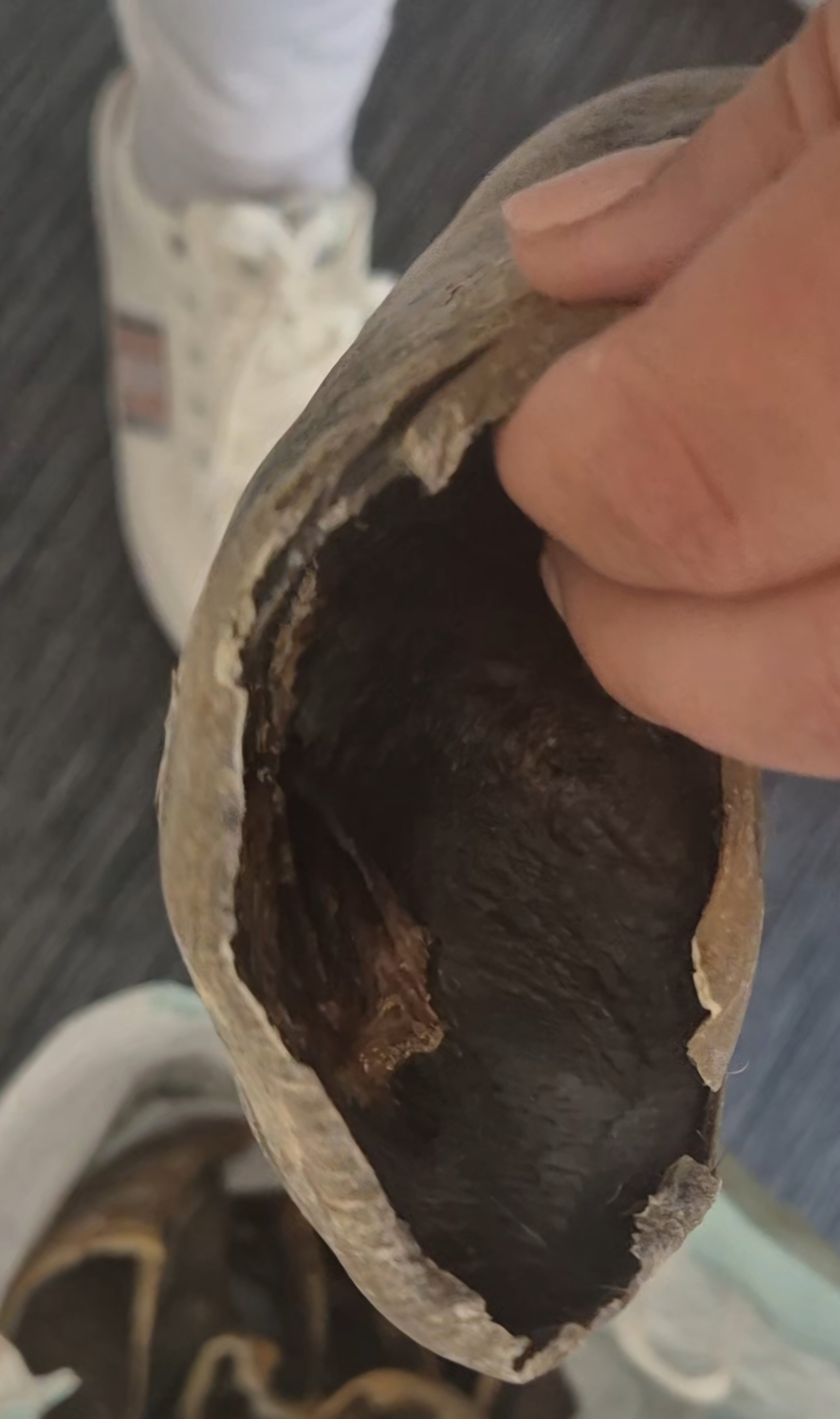Beef Hooves (Hoofs) Natural Dog Chew