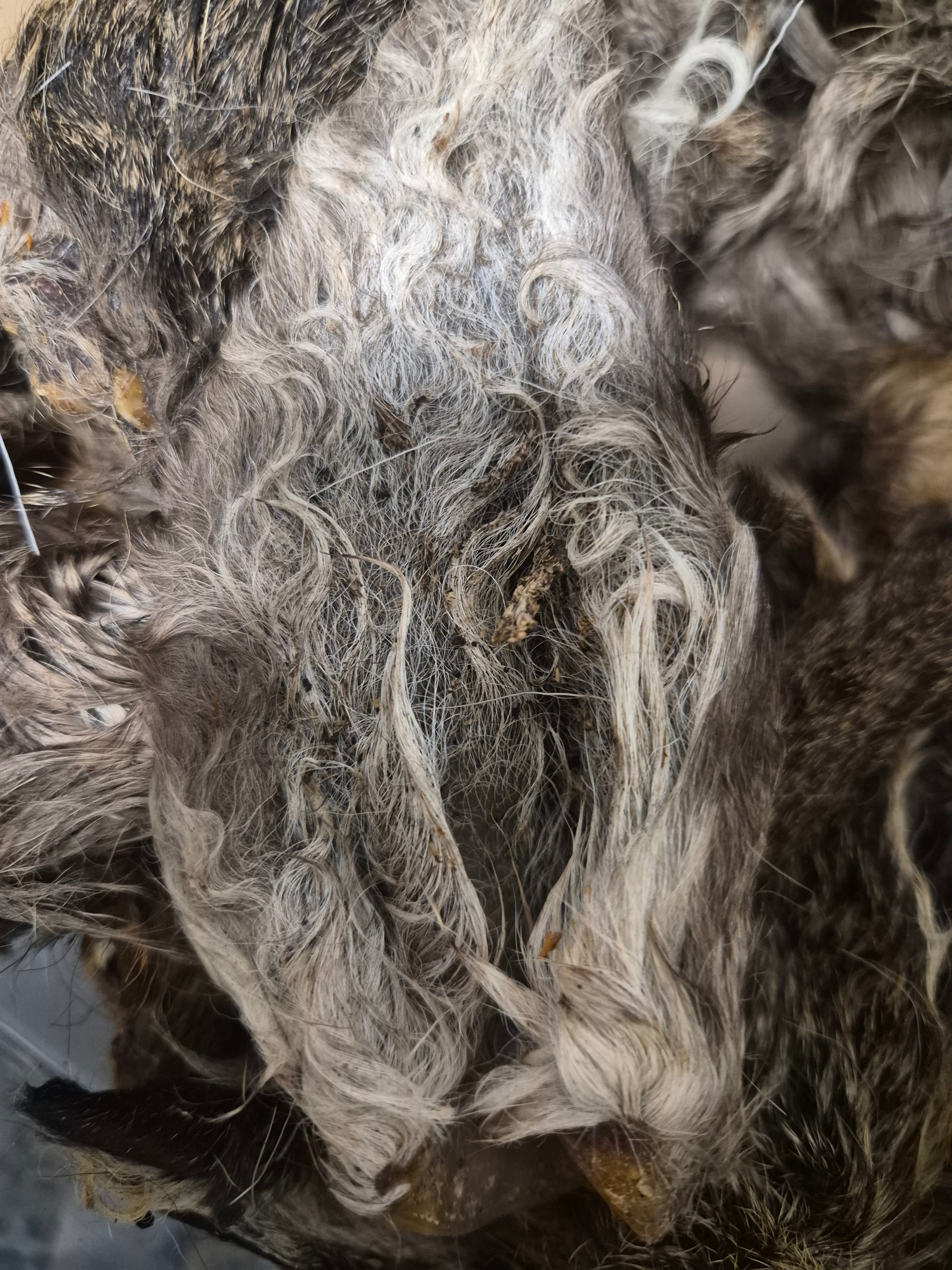 200g Fur on Venison Ears