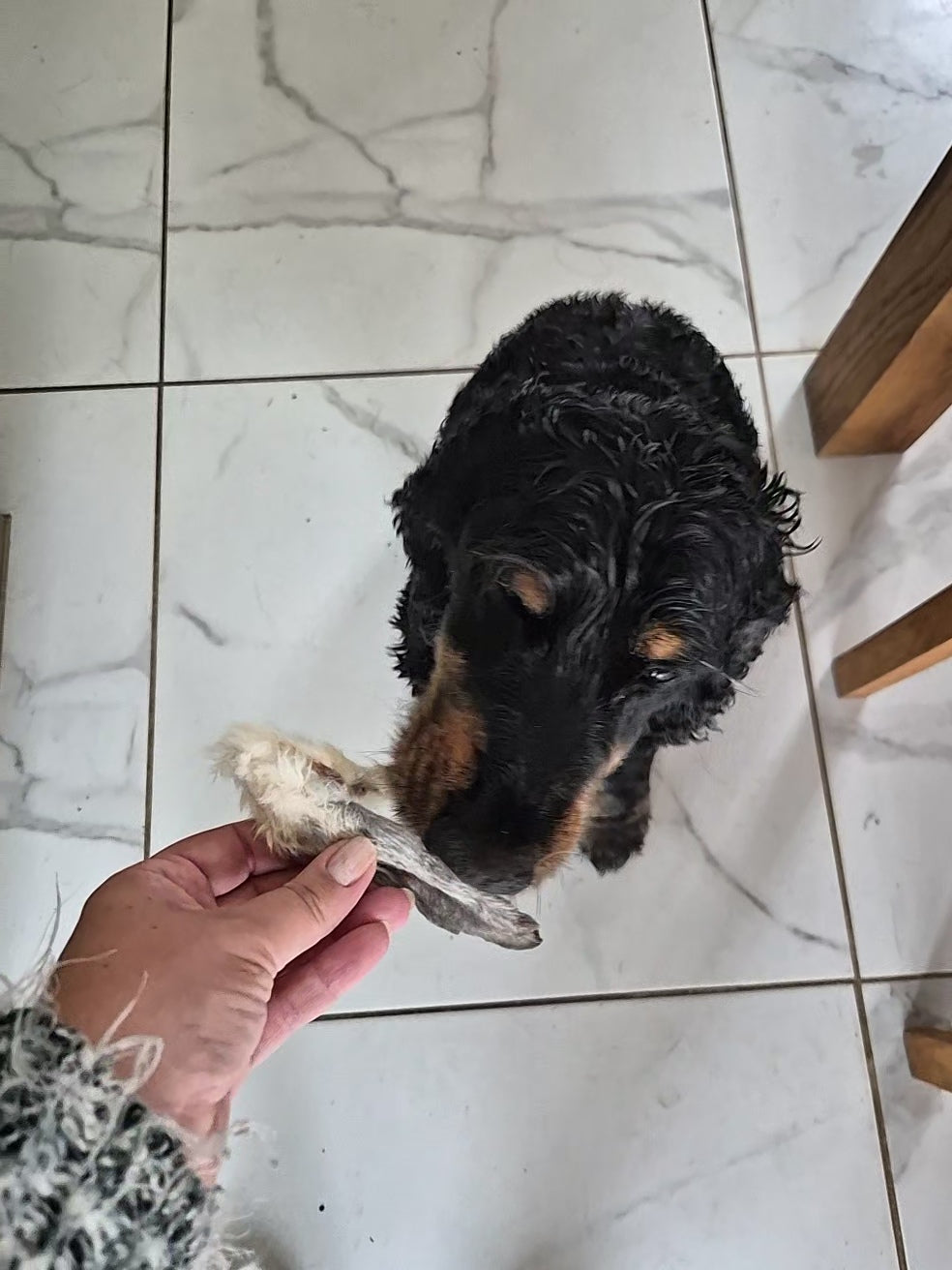 Fur on Rabbit ears all natural dog chew